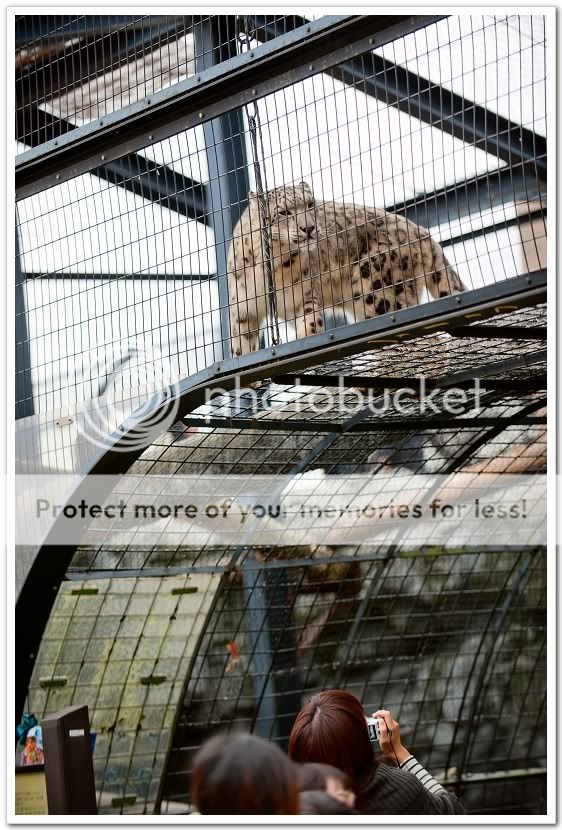 【景点】 旭山动物园